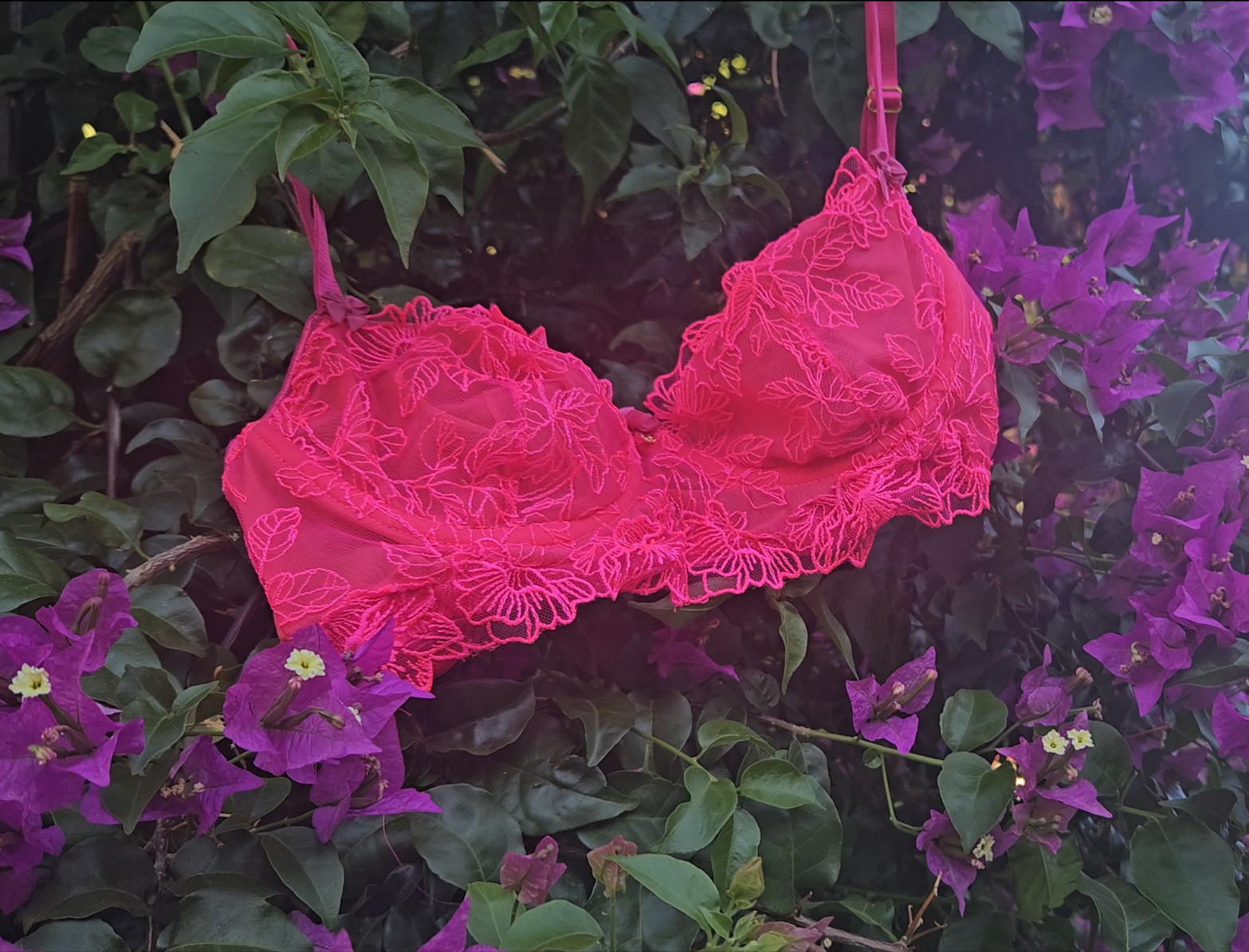 Hot pink Hibiscus | BH AA tot D